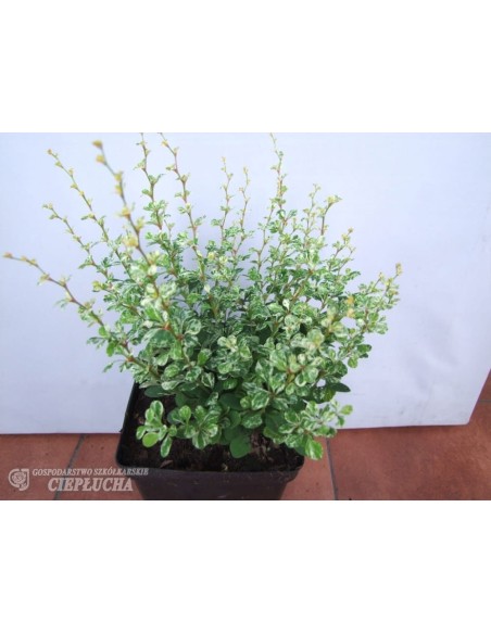 Berberys Thunberga Kelleris