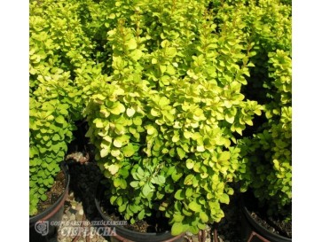 Berberys Thunberga Maria