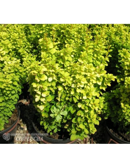 Berberys Thunberga Maria