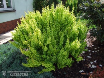 Berberys Thunberga Maria 2