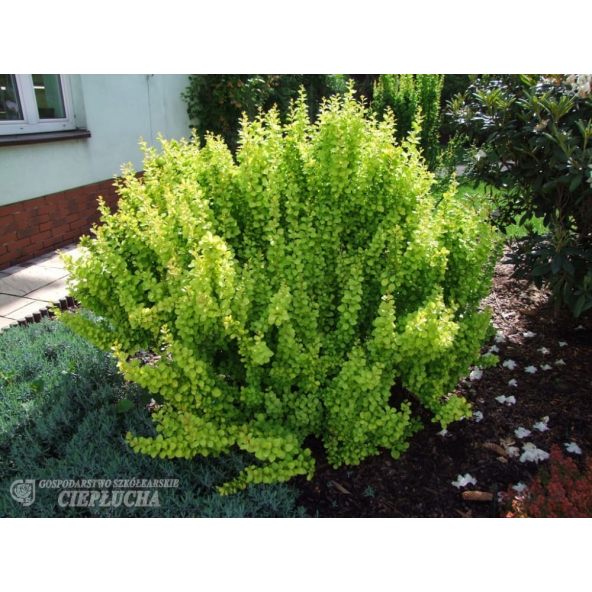 Berberys Thunberga Maria