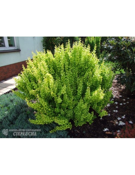 Berberys Thunberga Maria