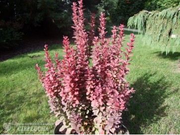 Berberys Thunberga Red Pillar