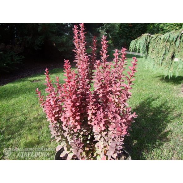 Berberys Thunberga Red Pillar