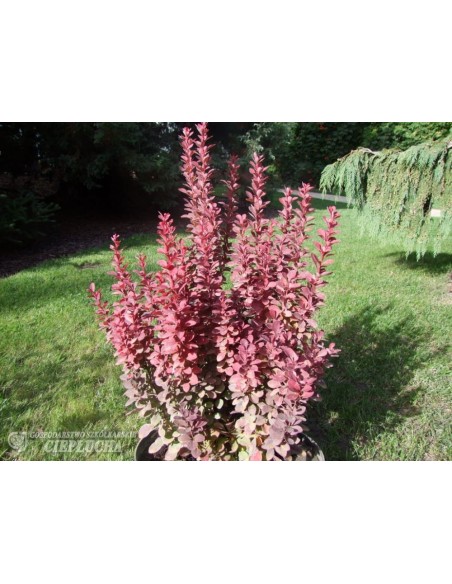 Berberys Thunberga Red Pillar