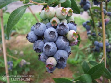 Borówka amerykańska Meader