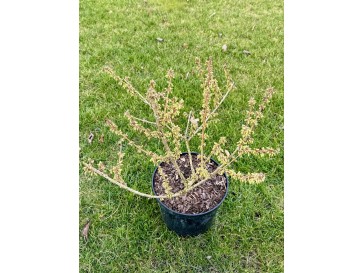 Forsycja pośrednia 'Courtalyn' WEEK-END 2