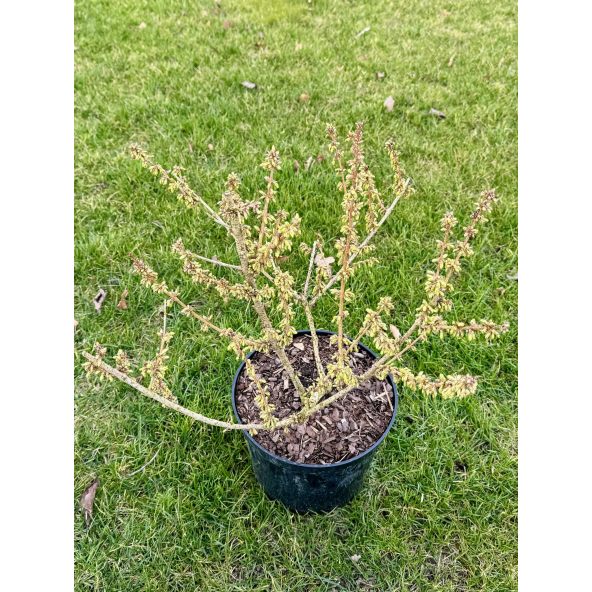 Forsycja pośrednia 'Courtalyn' WEEK-END