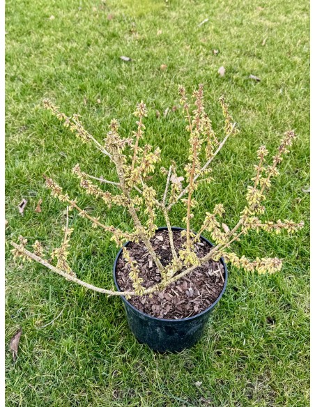 Forsycja pośrednia 'Courtalyn' WEEK-END