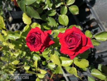 Róża wielokwiatowa Anna