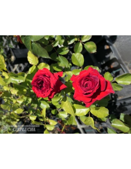 Róża wielokwiatowa Anna