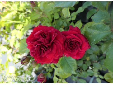 Róża wielokwiatowa Anna 2