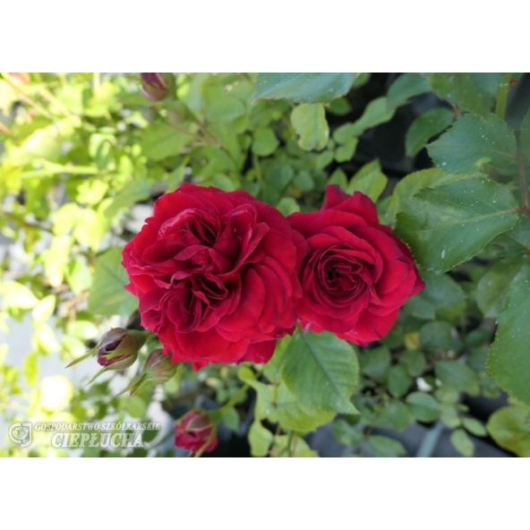 Róża wielokwiatowa Anna