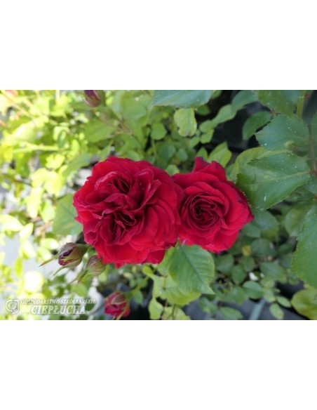 Róża wielokwiatowa Anna