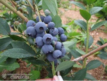 Borówka amerykańska Meader 2