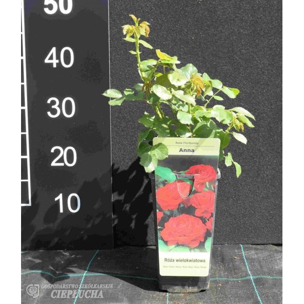 Róża wielokwiatowa Anna