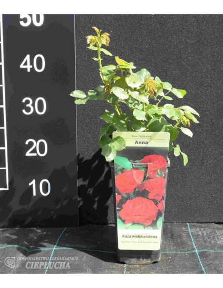 Róża wielokwiatowa Anna