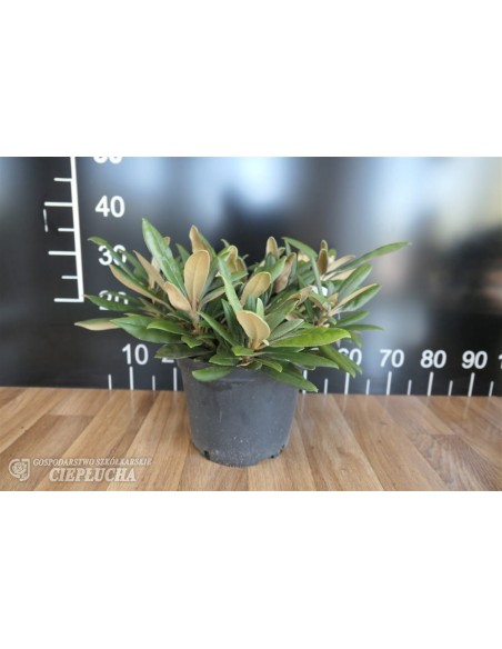 Różanecznik Ken Janeck