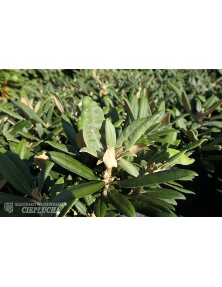 Różanecznik Ken Janeck