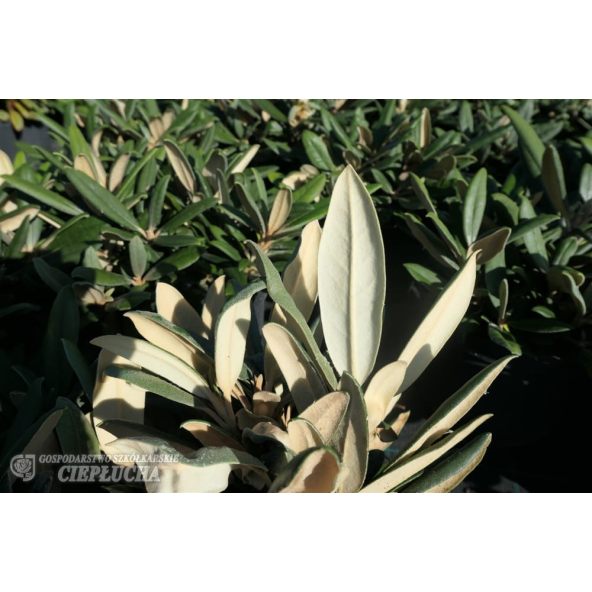 Różanecznik Ken Janeck