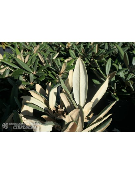 Różanecznik Ken Janeck