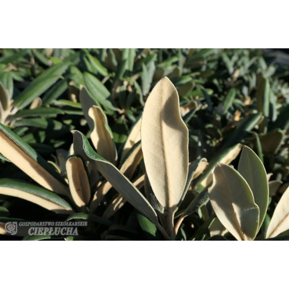 Różanecznik Ken Janeck