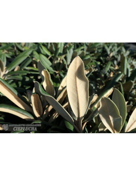 Różanecznik Ken Janeck