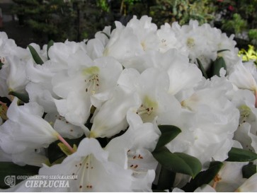 Różanecznik Hydon Velvet