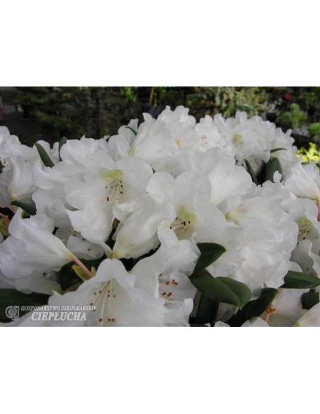 Różanecznik Hydon Velvet