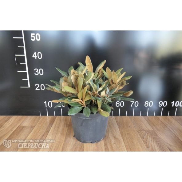 Różanecznik Hydon Velvet