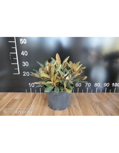 Różanecznik Hydon Velvet