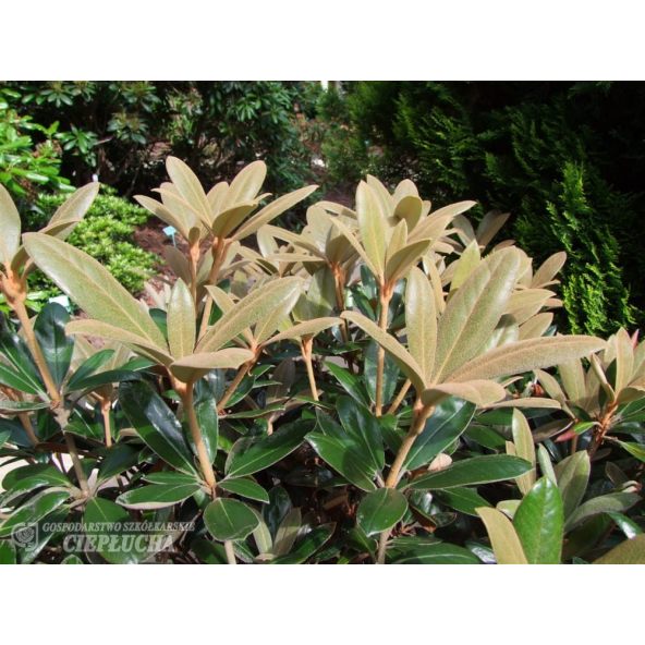 Różanecznik Hydon Velvet