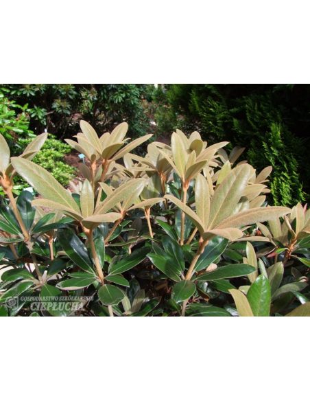 Różanecznik Hydon Velvet