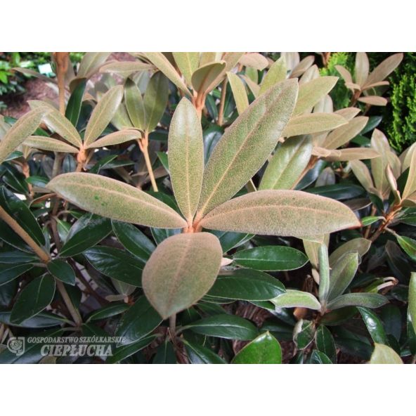 Różanecznik Hydon Velvet