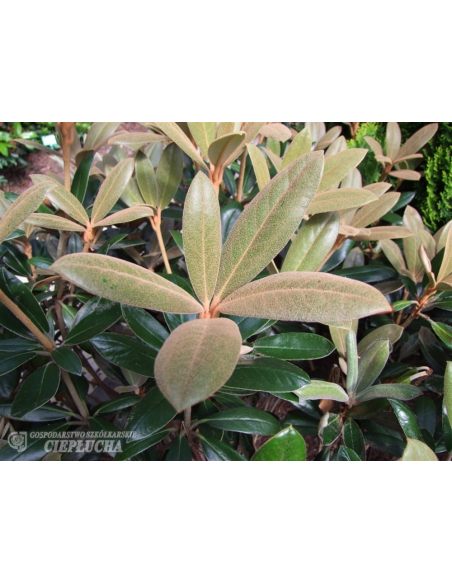 Różanecznik Hydon Velvet