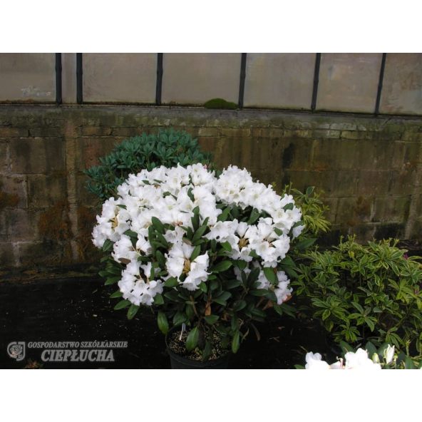 Różanecznik Hydon Velvet