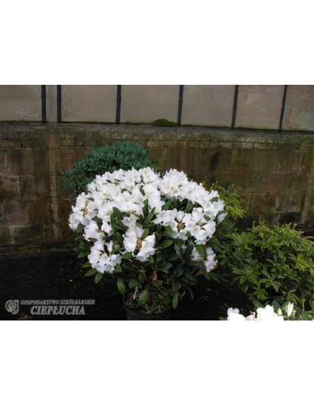 Różanecznik Hydon Velvet