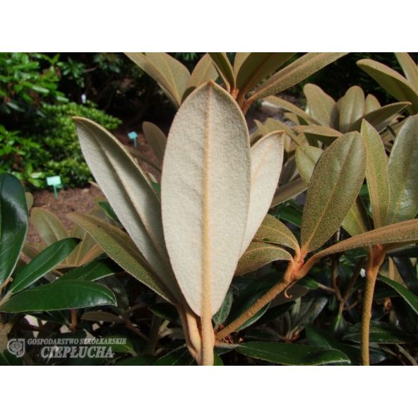 Różanecznik Hydon Velvet