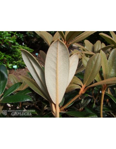 Różanecznik Hydon Velvet