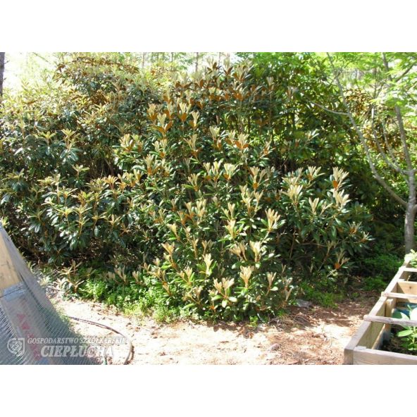 Różanecznik Hydon Velvet