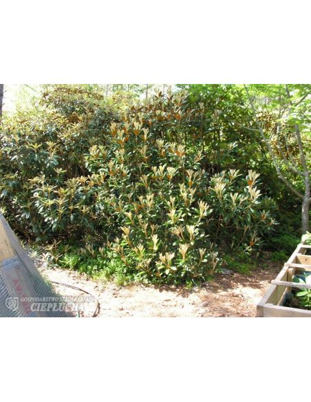 Różanecznik Hydon Velvet