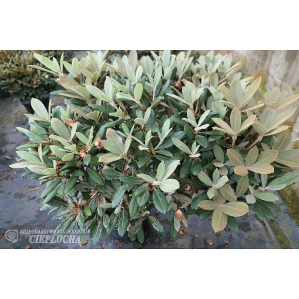 Różanecznik Hydon Velvet