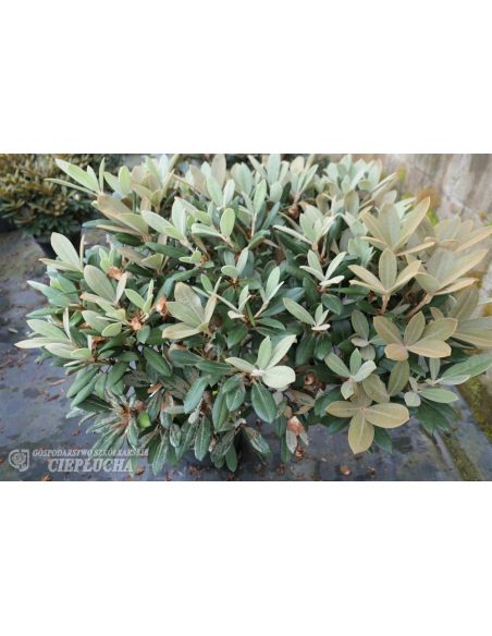 Różanecznik Hydon Velvet