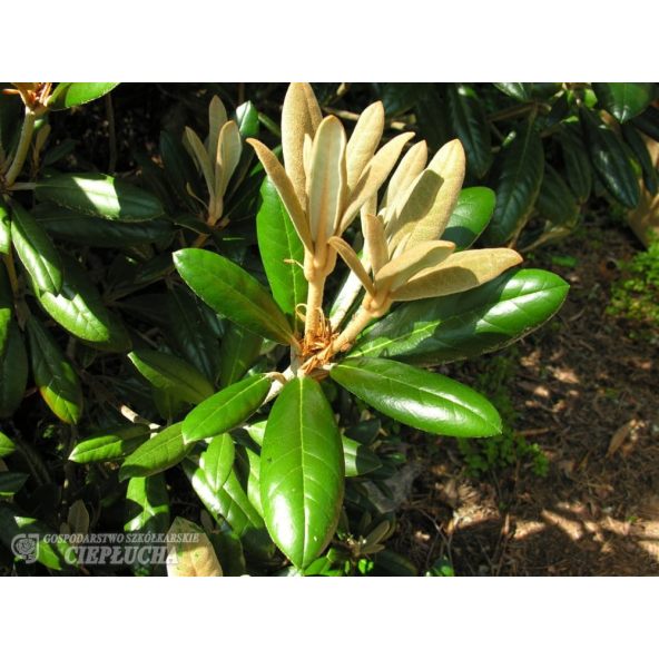 Różanecznik Hydon Velvet