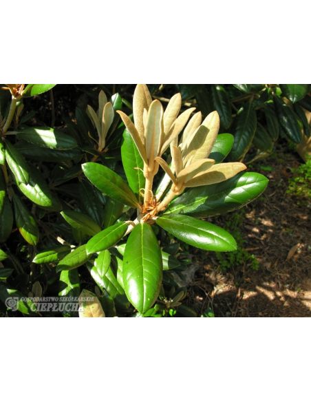 Różanecznik Hydon Velvet