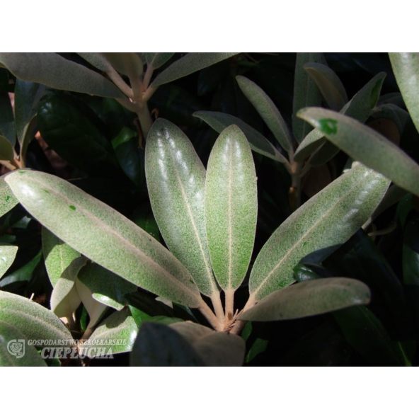 Różanecznik Hydon Velvet