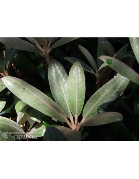 Różanecznik Hydon Velvet