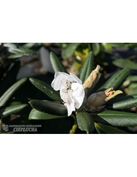 Różanecznik Ruth Davis