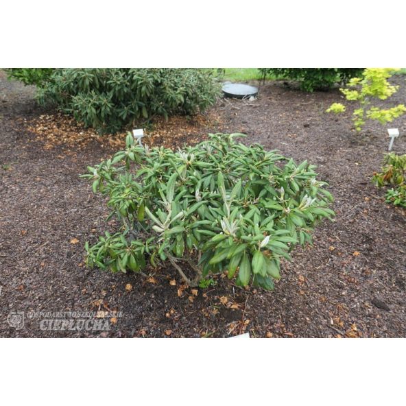 Różanecznik Ruth Davis