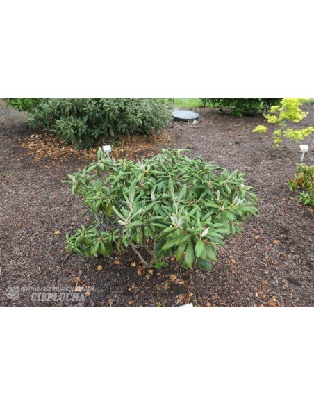 Różanecznik Ruth Davis